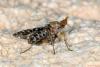 Trypetoptera punctulata